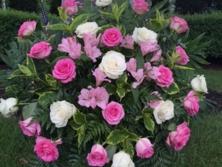 pinkwhite-rose